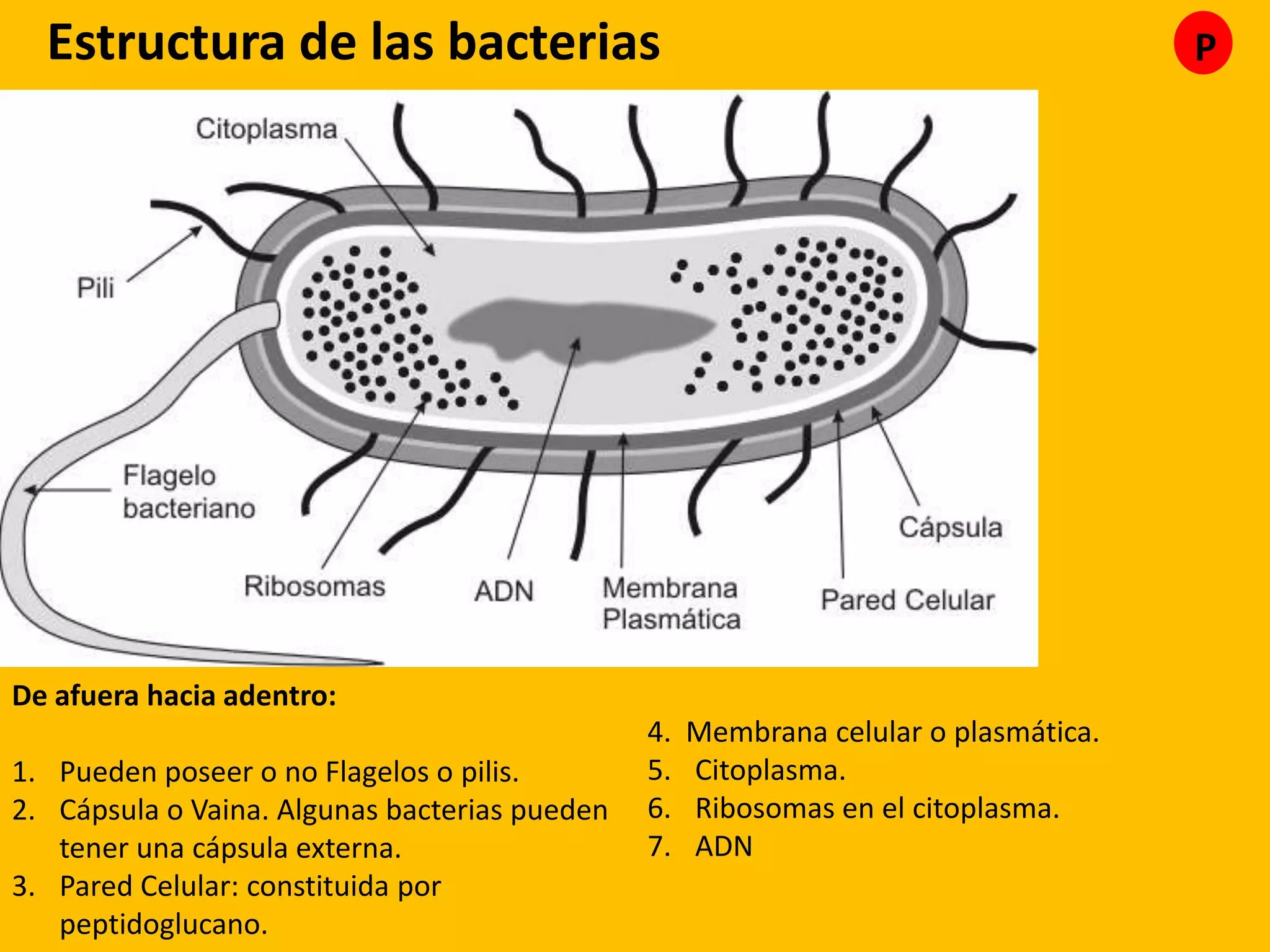 Reino monera (procariotas) | PPTX