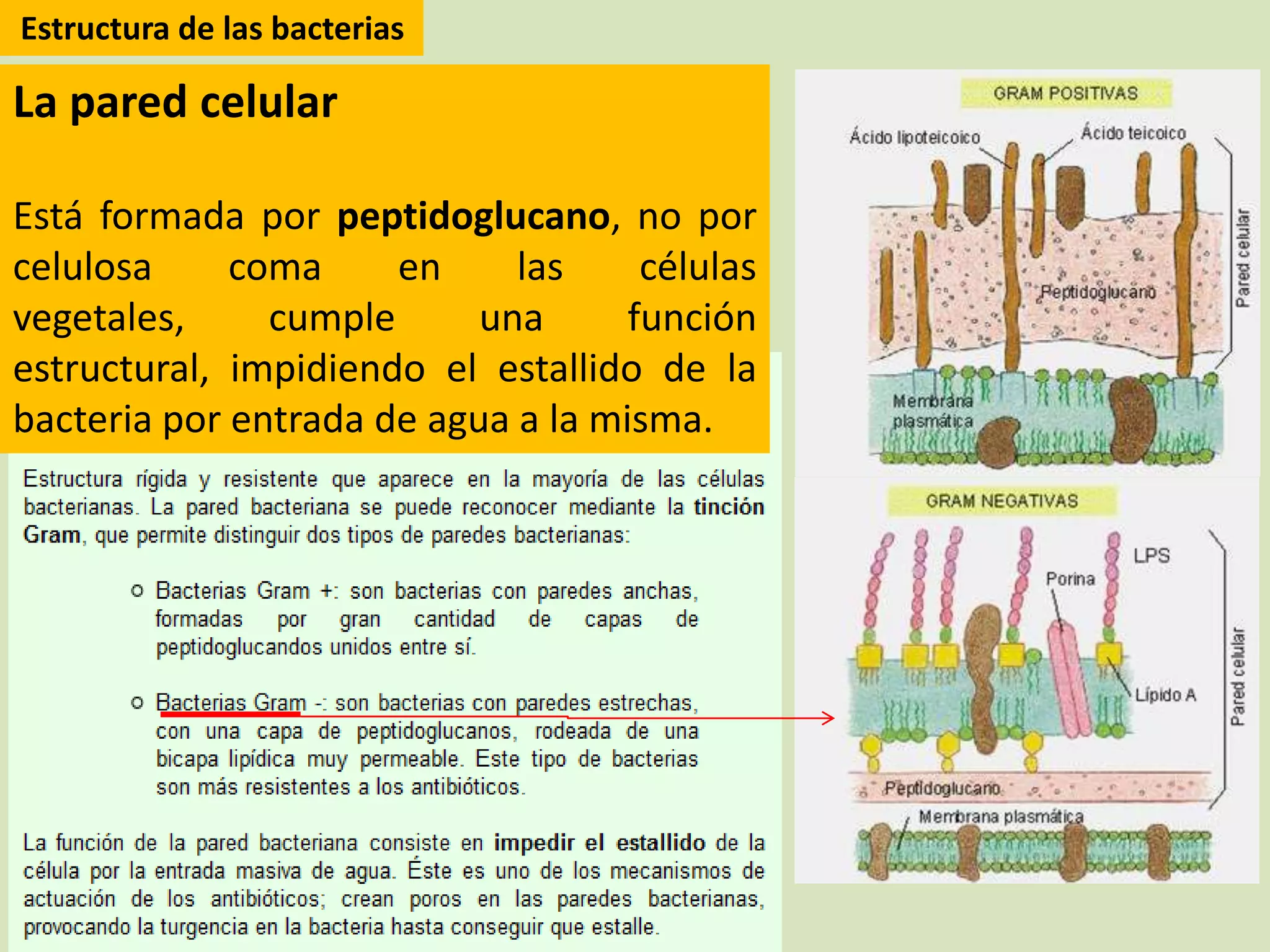 Reino monera (procariotas) | PPTX