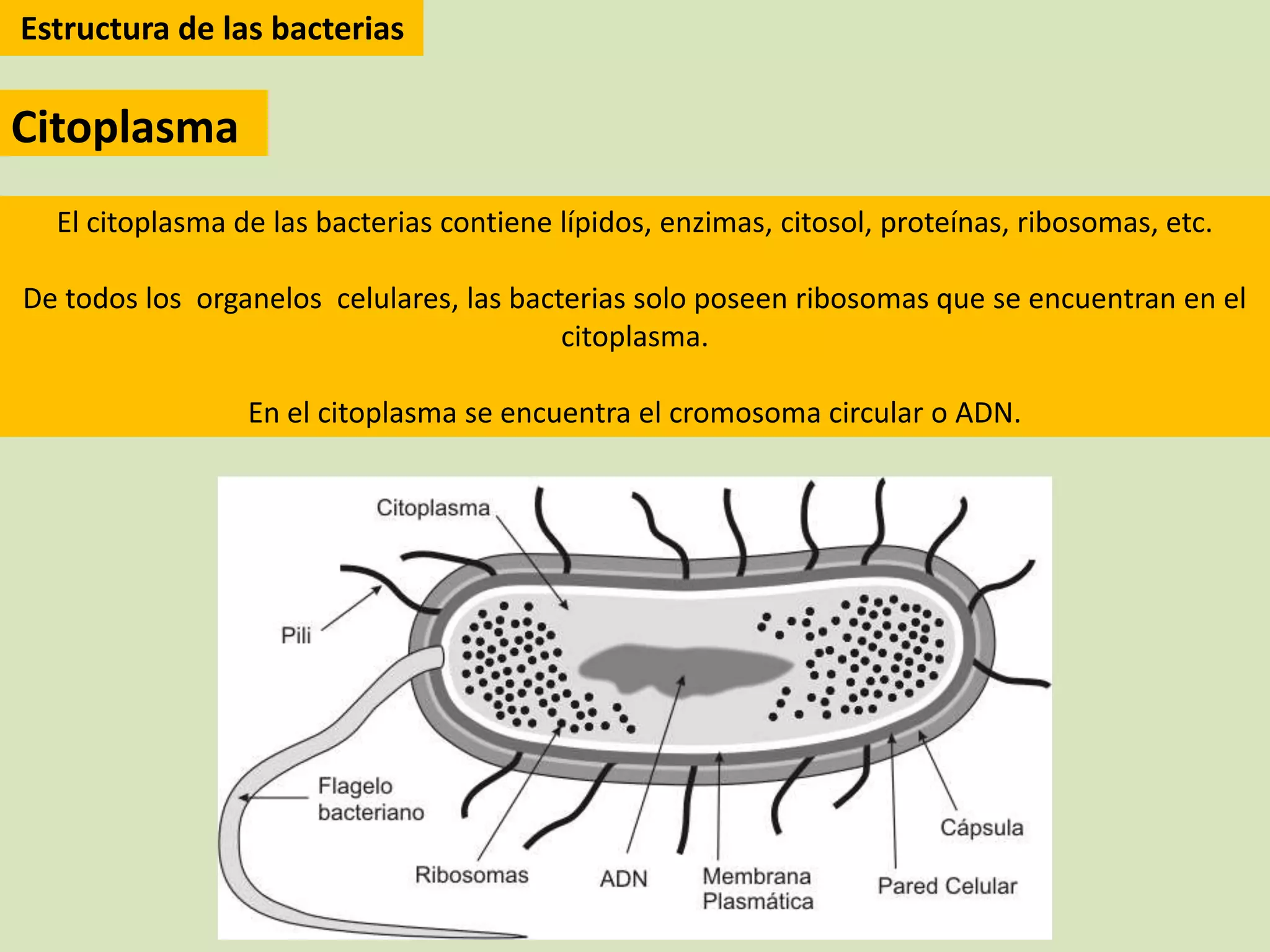 Reino monera (procariotas) | PPTX