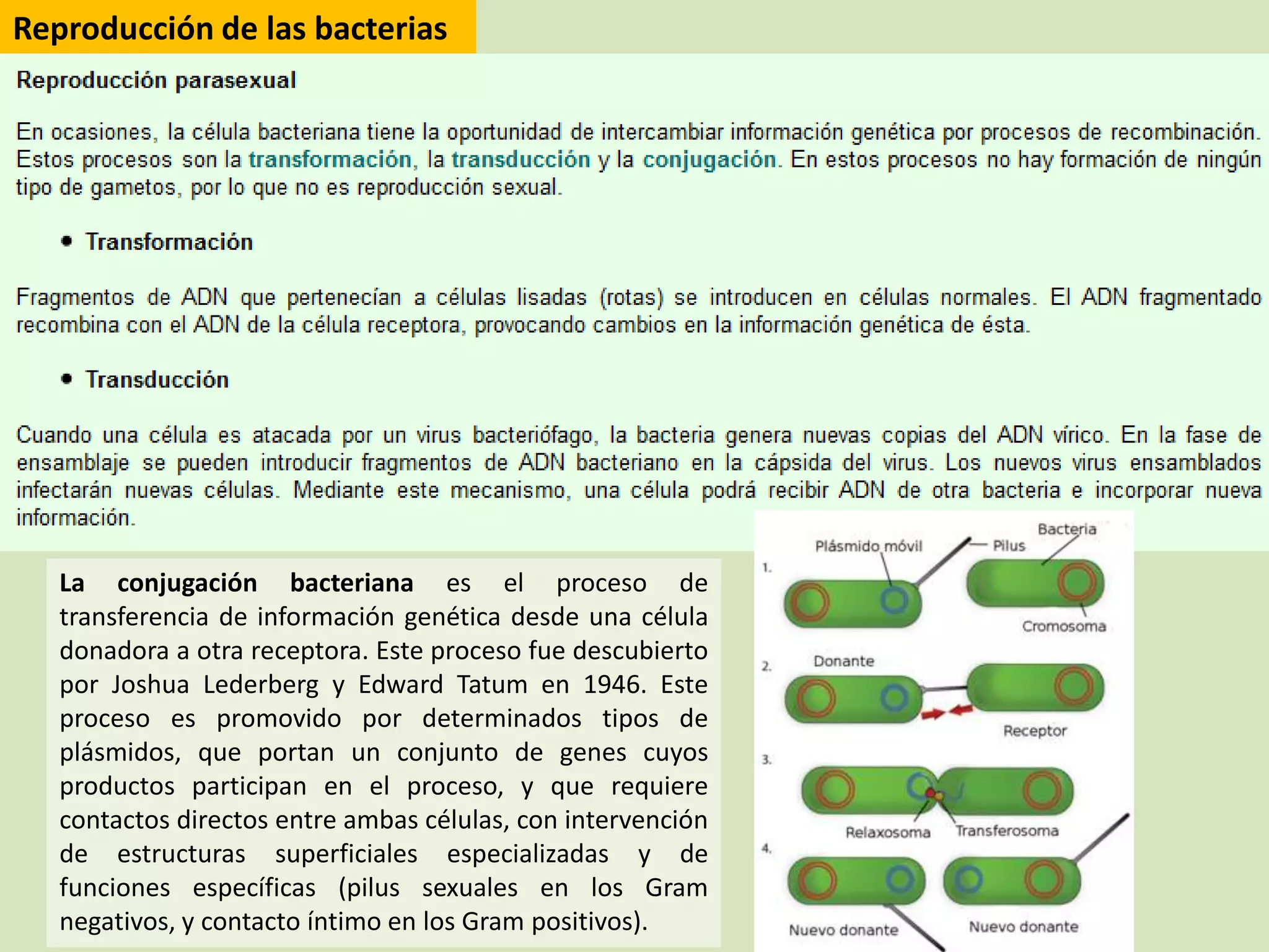 Reino monera (procariotas) | PPTX