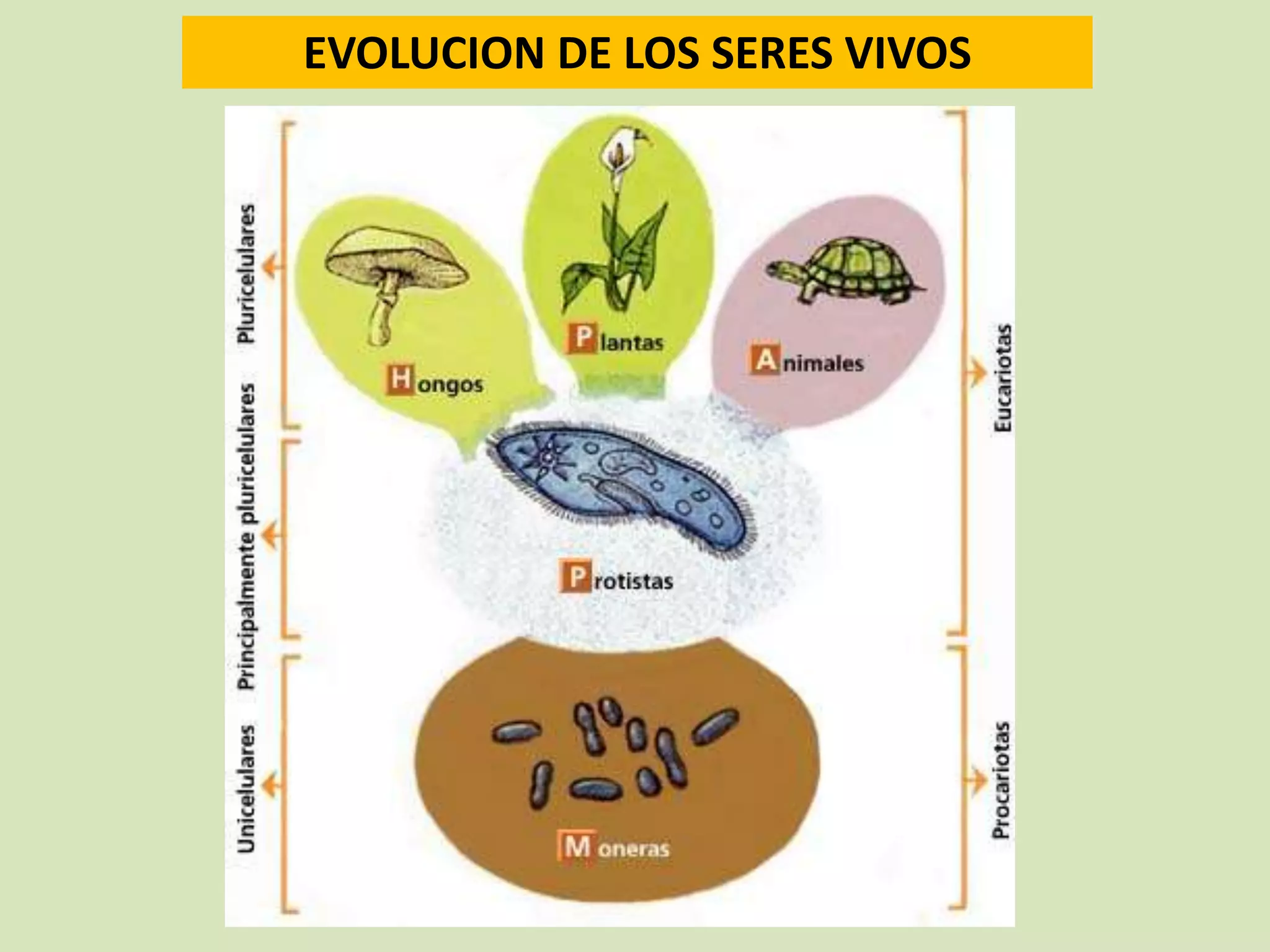 Reino monera (procariotas) | PPTX