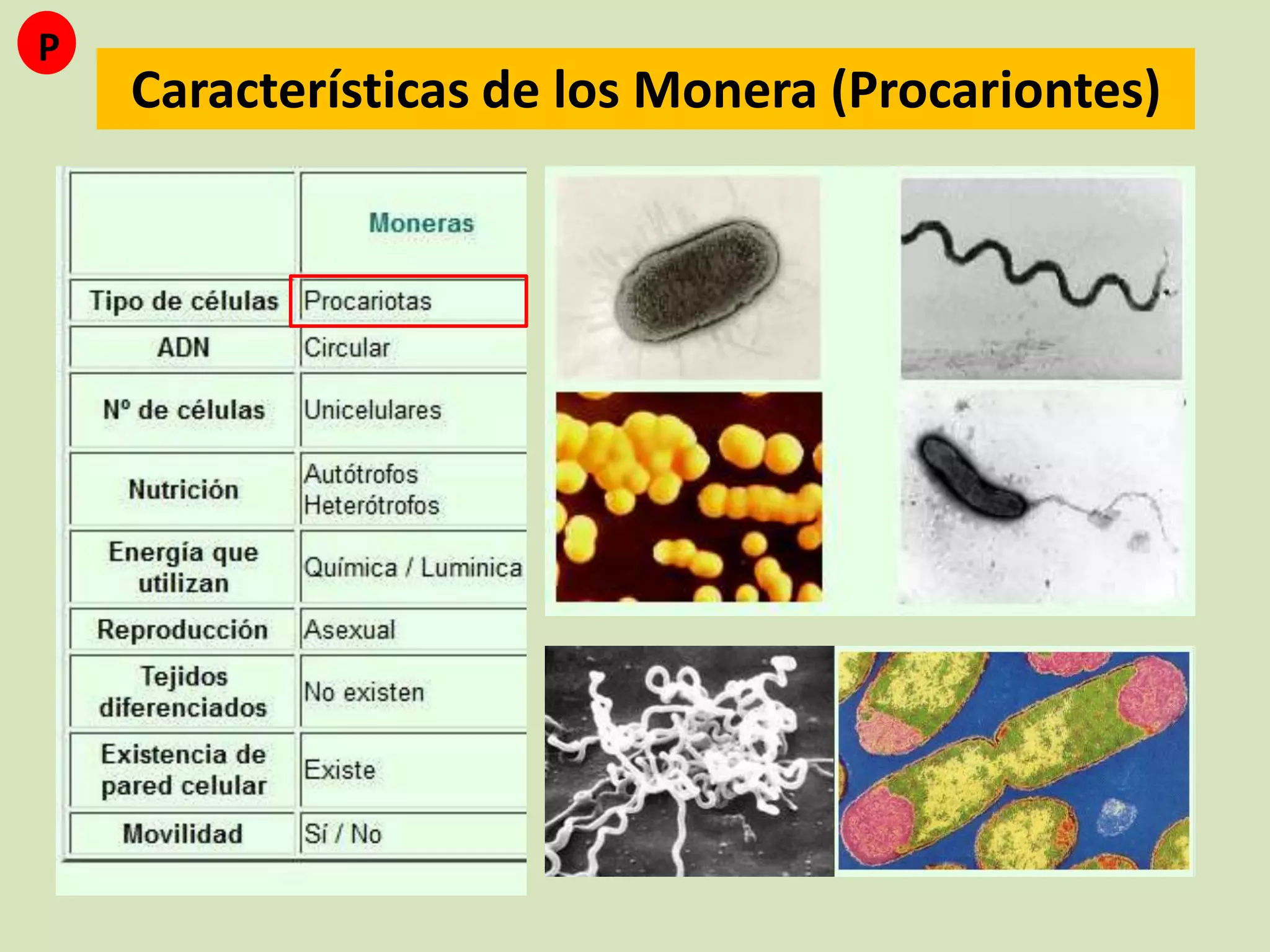 Reino monera (procariotas) | PPTX