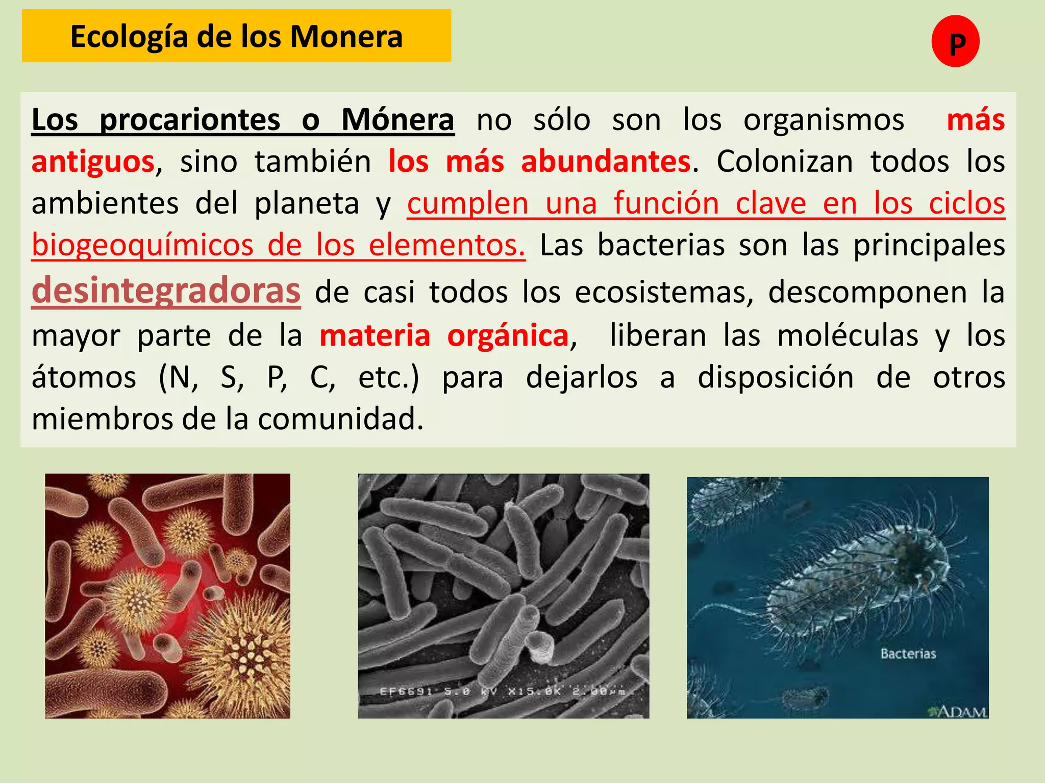 Reino monera (procariotas) | PPTX