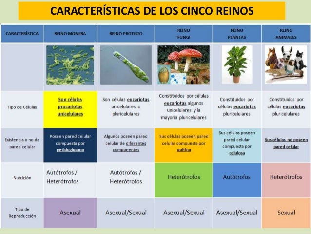 Reino monera (procariotas)