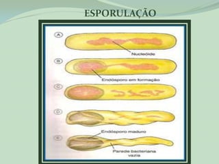 ESPORULAÇÃO
 