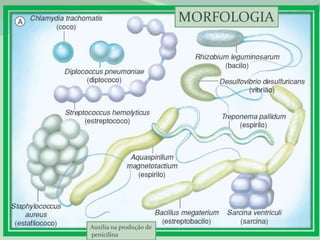 MORFOLOGIA




Auxilia na produção de
penicilina
 