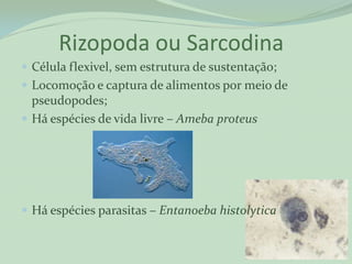 Rizopoda ou Sarcodina
 Célula flexivel, sem estrutura de sustentação;
 Locomoção e captura de alimentos por meio de
  pseudopodes;
 Há espécies de vida livre – Ameba proteus




 Há espécies parasitas – Entanoeba histolytica
 