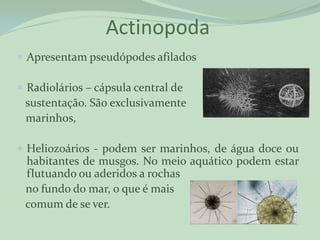 Actinopoda
 Apresentam pseudópodes afilados

 Radiolários – cápsula central de
 sustentação. São exclusivamente
 marinhos,

 Heliozoários - podem ser marinhos, de água doce ou
 habitantes de musgos. No meio aquático podem estar
 flutuando ou aderidos a rochas
 no fundo do mar, o que é mais
 comum de se ver.
 