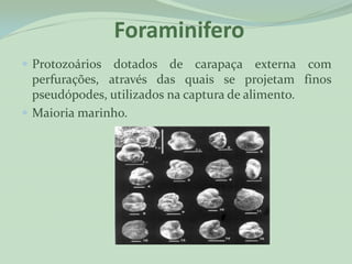 Foraminifero
 Protozoários  dotados de carapaça externa com
  perfurações, através das quais se projetam finos
  pseudópodes, utilizados na captura de alimento.
 Maioria marinho.
 