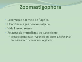 Zoomastigophora

 Locomoção por meio de flagelos.
 Ocorrência: água doce ou salgada.
 Vida livre ou sésseis.
 Relações de mutualismo ou parasitismo.
    Espécies parasitas (Trypanosoma cruzi, Leishmania
     brasiliensis e Trichomonas vaginalis).
 