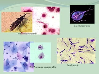Giardia lamblia


Trypanosoma cruzi




                                   Leishmania
           Trichomonas vaginalis
 