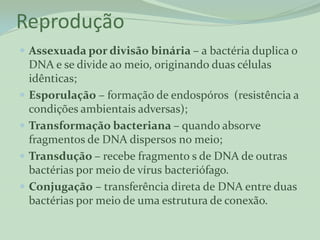 Reprodução
 Assexuada por divisão binária – a bactéria duplica o
    DNA e se divide ao meio, originando duas células
    idênticas;
   Esporulação – formação de endospóros (resistência a
    condições ambientais adversas);
   Transformação bacteriana – quando absorve
    fragmentos de DNA dispersos no meio;
   Transdução – recebe fragmento s de DNA de outras
    bactérias por meio de vírus bacteriófago.
   Conjugação – transferência direta de DNA entre duas
    bactérias por meio de uma estrutura de conexão.
 