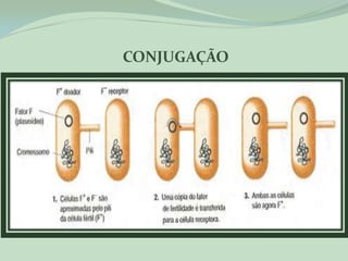 CONJUGAÇÃO
 
