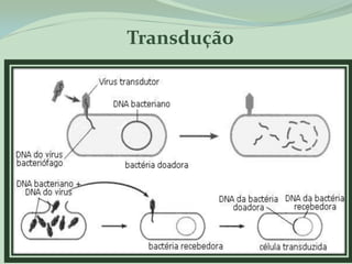 Transdução
 