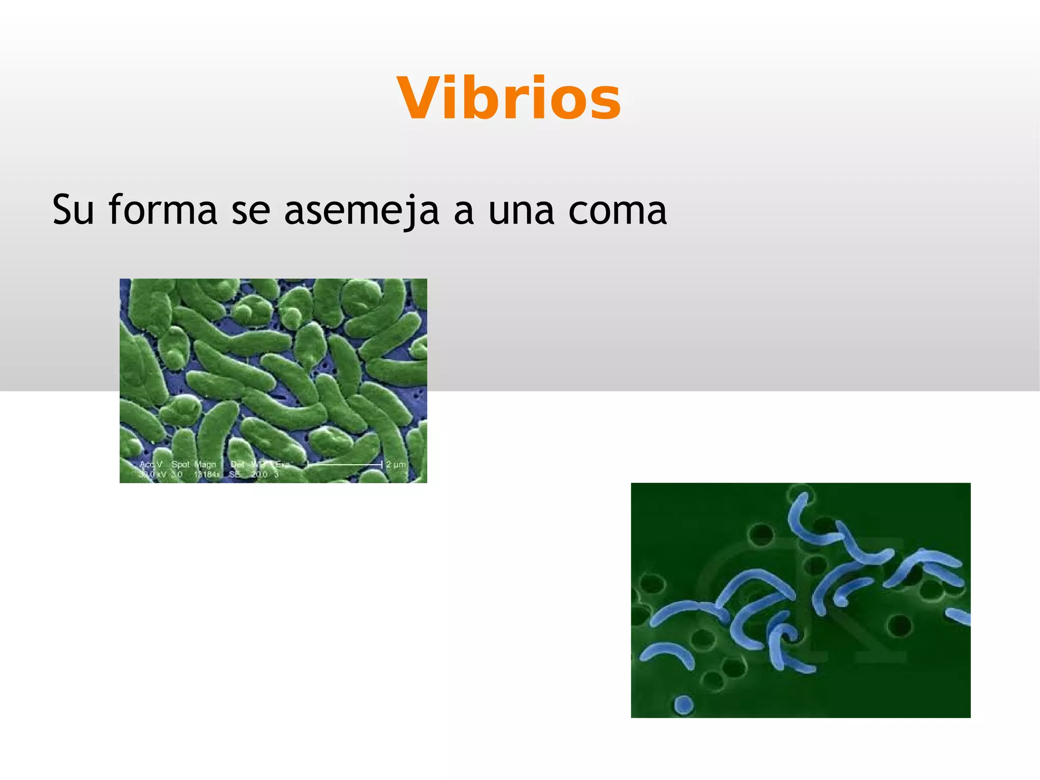 Reino Moneras 1ºESO | PPT