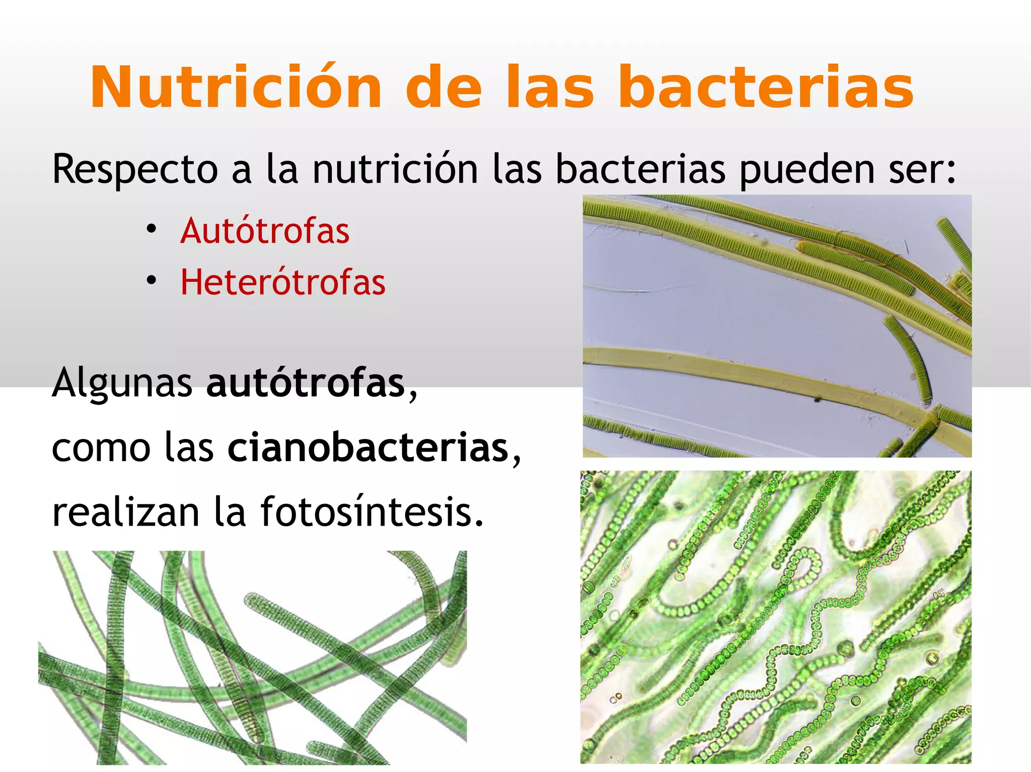 Reino Moneras 1ºESO | PPT
