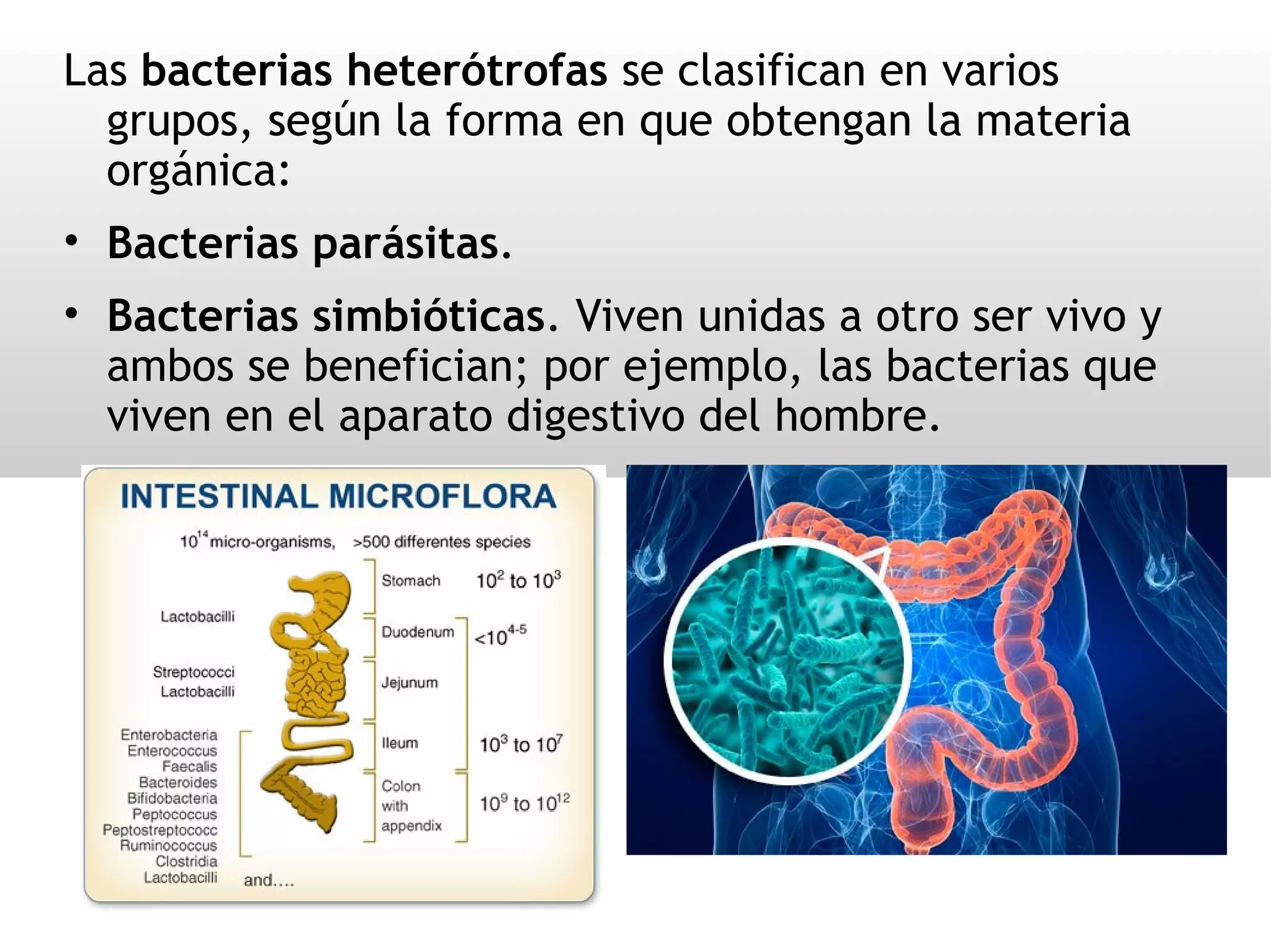 Reino Moneras 1ºESO | PPT