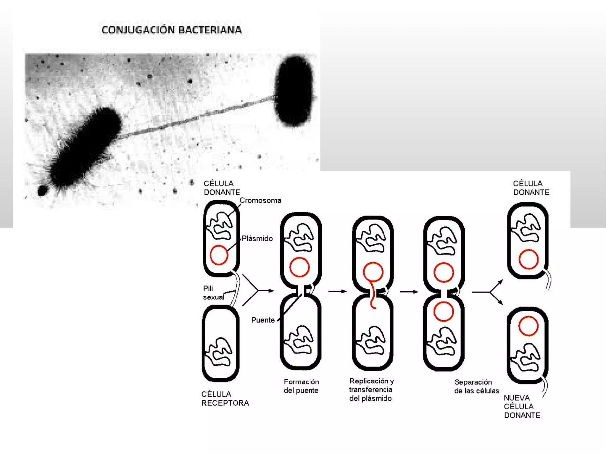 Reino Moneras 1ºESO | PPT