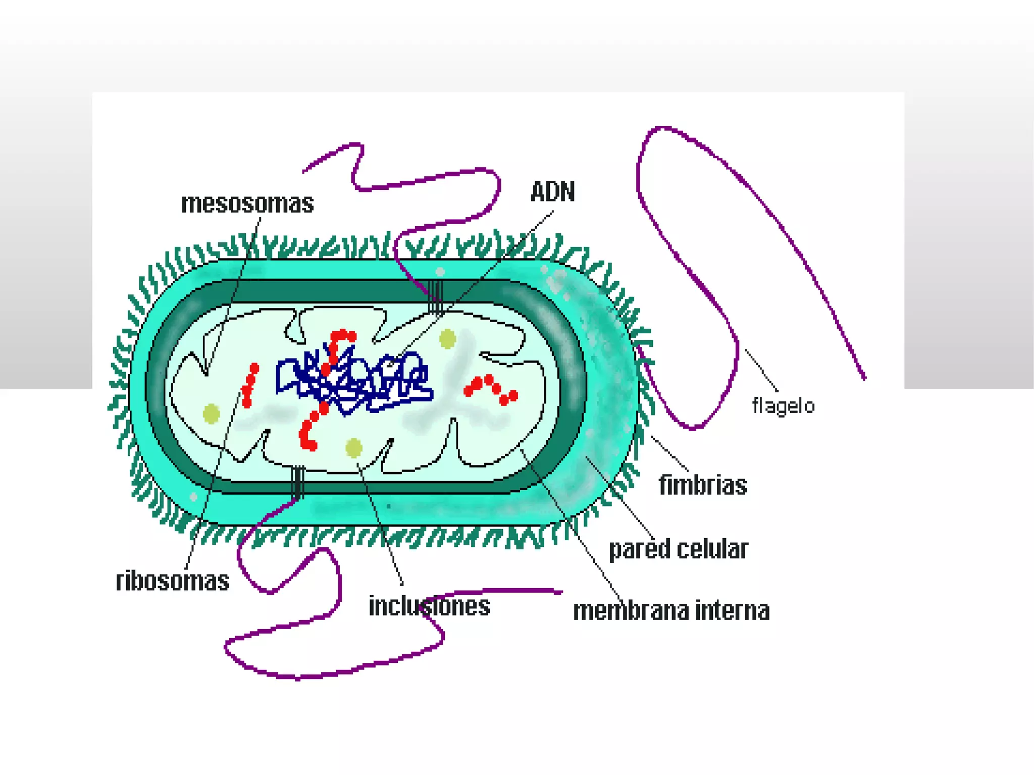 Reino Moneras 1ºESO | PPT
