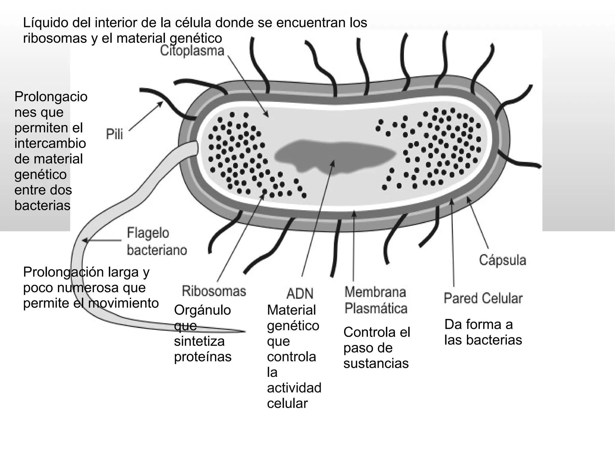 Reino Moneras 1ºESO | PPT