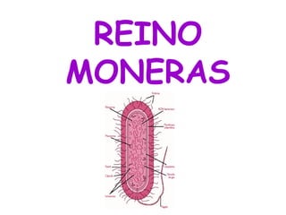 REINO
MONERAS
 
