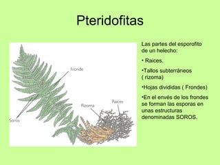 Pteridofitas <ul><li>Las partes del esporofito de un helecho: </li></ul><ul><li>Raices. </li></ul><ul><li>Tallos subterrán...