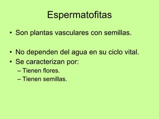 Espermatofitas <ul><li>Son plantas vasculares con semillas. </li></ul><ul><li>No dependen del agua en su ciclo vital. </li...
