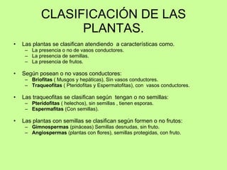 CLASIFICACIÓN DE LAS PLANTAS. <ul><li>Las plantas se clasifican atendiendo  a características como. </li></ul><ul><ul><li>...