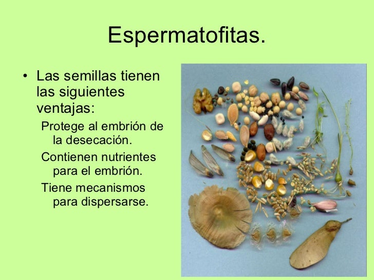 Reino Planta