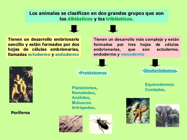 Reino Planta