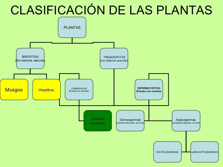 clasificación de las plantas plantas briofitas sin sistema vascular clasificación de las plantas plantas briofitas sin sistema vascular