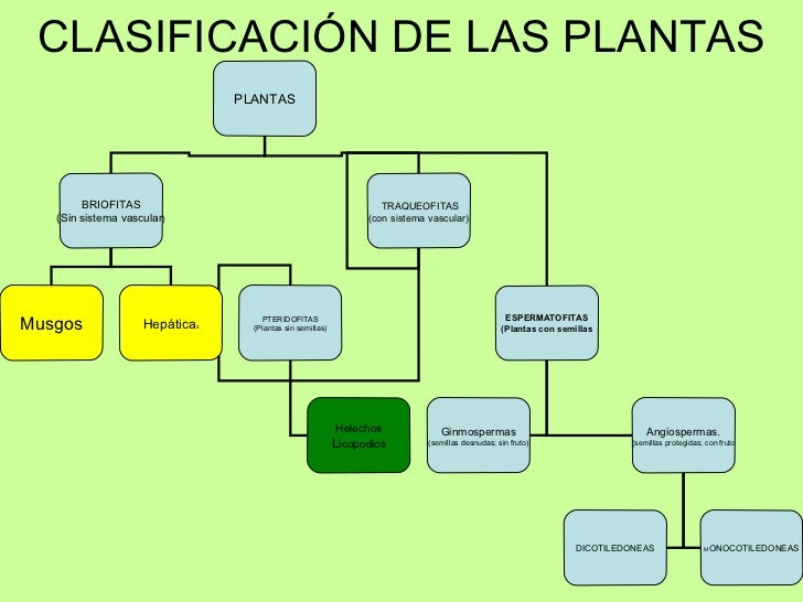 de las plantas plantas briofitas sin sistema vascular traqueofitas de las plantas plantas briofitas sin sistema vascular traqueofitas