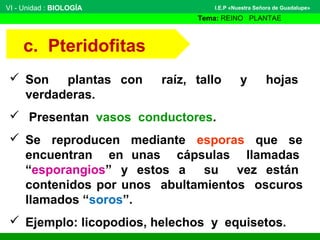 VI - Unidad : BIOLOGÍA
Tema: REINO PLANTAE
I.E.P «Nuestra Señora de Guadalupe»
 Son plantas con raíz, tallo y hojas
verda...