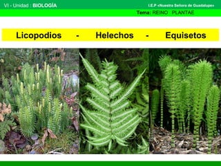 VI - Unidad : BIOLOGÍA
Tema: REINO PLANTAE
I.E.P «Nuestra Señora de Guadalupe»
Licopodios - Helechos - Equisetos
 