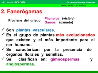 2. Fanerógamas
 Son plantas vasculares.
 Es el grupo de plantas más evolucionados
que existen y el más importante para e...
