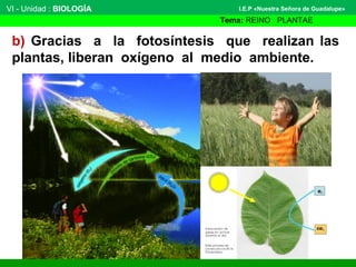VI - Unidad : BIOLOGÍA
Tema: REINO PLANTAE
I.E.P «Nuestra Señora de Guadalupe»
b) Gracias a la fotosíntesis que realizan l...