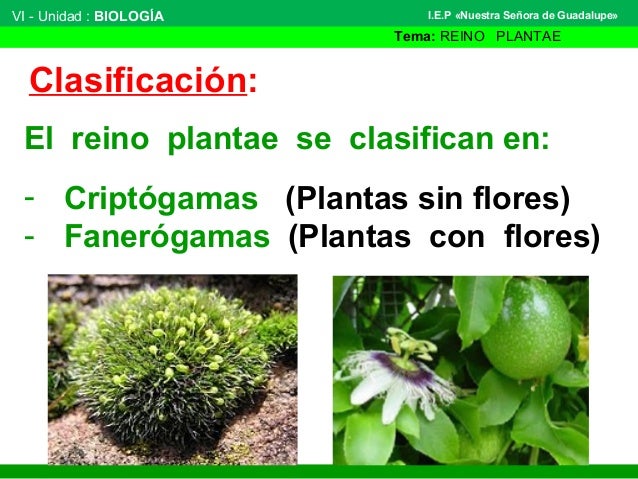 Reino plantae 1