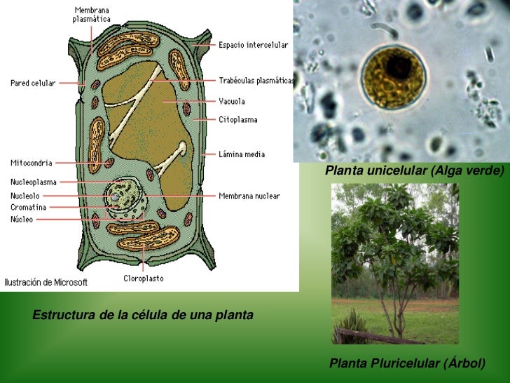 Reino Plantae