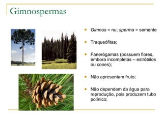 Gimnospermas Gimnos  = nu;  sperma  = semente Traqueófitas; Fanerógamas (possuem flores, embora incompletas – estróbilos ou cones); Não apresentam fruto; Não dependem da água para reprodução, pois produzem tubo polínico; 