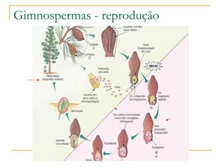 Gimnospermas - reprodução 