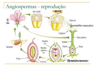 Angiospermas - reprodução Gametófito masculino Gametófito feminino 