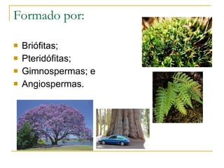 Formado por:  Briófitas; Pteridófitas; Gimnospermas; e Angiospermas. 
