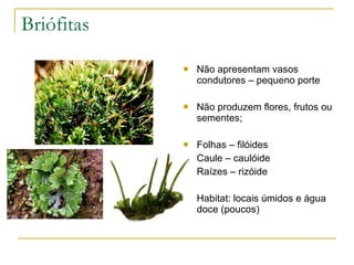 Briófitas Não apresentam vasos condutores – pequeno porte Não produzem flores, frutos ou sementes; Folhas – filóides Caule – caulóide Raízes – rizóide Habitat: locais úmidos e água doce (poucos) 