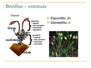 Briófitas – estrutura  Esporófito: 2n Gametófito: n Cápsula 