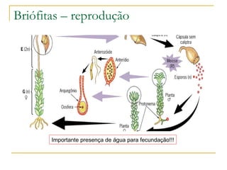 Briófitas – reprodução  Importante presença de água para fecundação!!! 