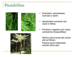Pteridófitas Exemplos: samambaias, avencas e xaxim. Apresentam somente raiz, caule e folhas; Primeiros vegetais com vasos condutores (traqueófitas); Xilema (seiva bruta das raízes até as folhas); Floema (seiva elaborada sentido folha-raiz) 