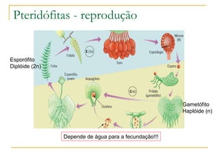 Pteridófitas - reprodução Gametófito Haplóide (n) Esporófito Diplóide (2n) Depende de água para a fecundação!!! 
