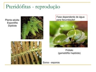 Pteridófitas - reprodução Prótalo (gametófito haplóide) Soros - esporos Planta adulta: Esporófito Diplóide Fase dependente de água para fecundação! 