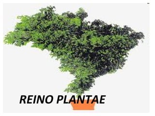 REINO PLANTAE 