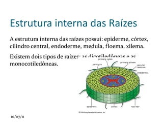 Classificação de Whittaker Nessa classificação, os seres até então considerados como talófitas foram incluídos  nos reinos monera e protista. 